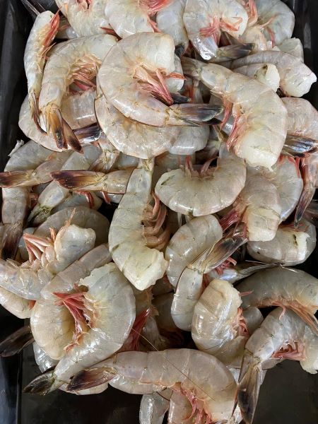 Shrimp Fresh Shell On