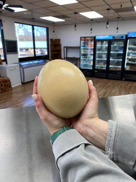 Ostrich Egg